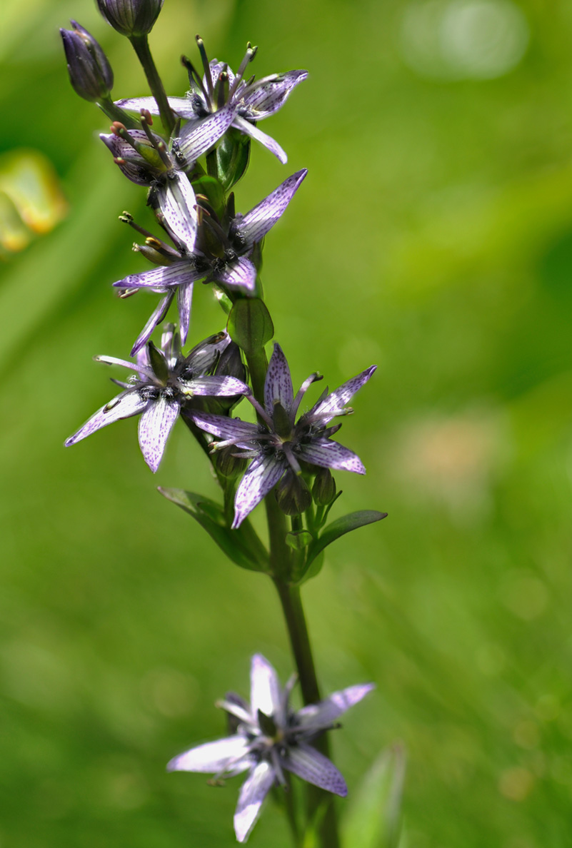 Swertia perennis